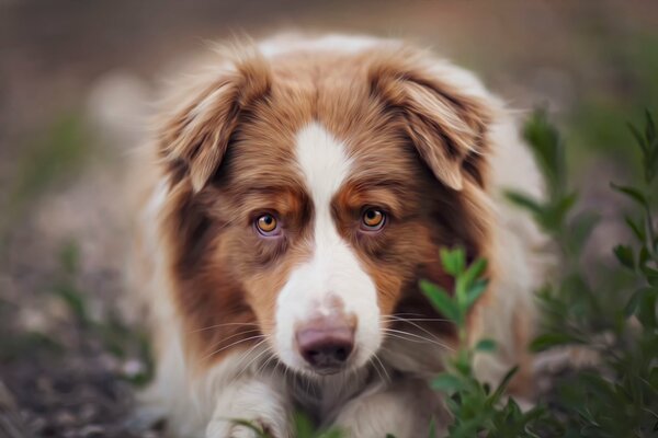 Red dog in the grass