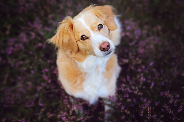 El perro blanco de ryzhe Mira a la cámara contra un fondo de flores moradas