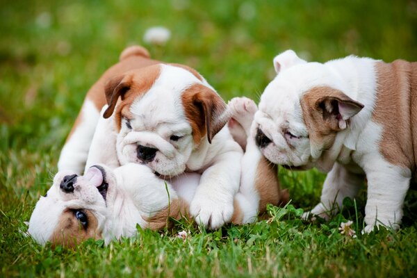 Trois bouledogues jouent sur l herbe