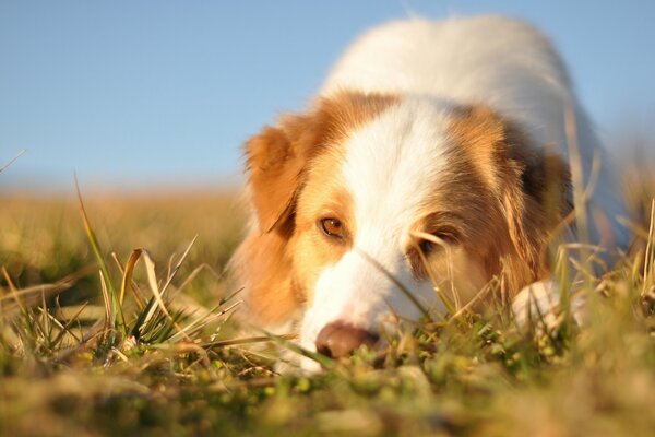 Chien gros plan sur l herbe