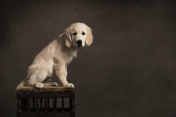 Regard triste d un chien sur une chaise