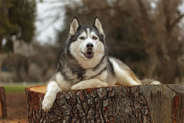 Un buen Husky con buenos ojos descansa sobre un gran tocón de árbol