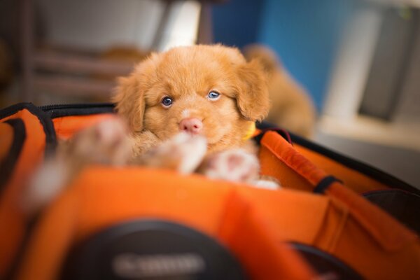 Cute puppy in a carrier with blue eyes