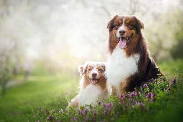 A couple of dogs in the summer nature