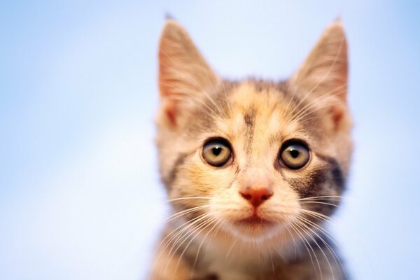 Il gattino ti guarda con gli occhi rotondi