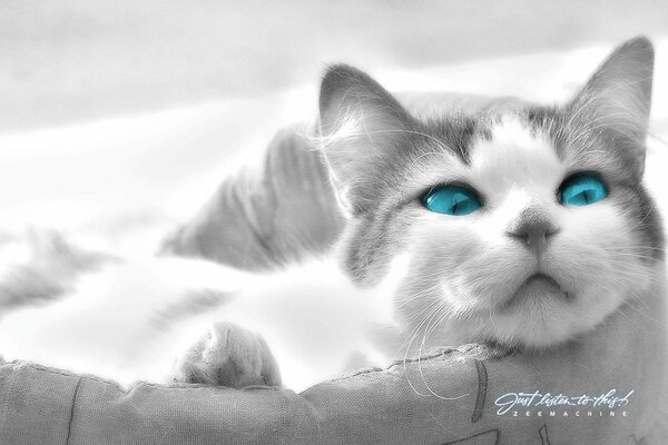 Cat s eyes in turquoise color