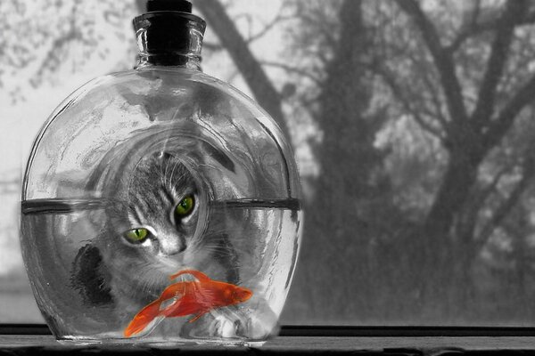 Eine Katze und ein roter Fisch in einer Flasche