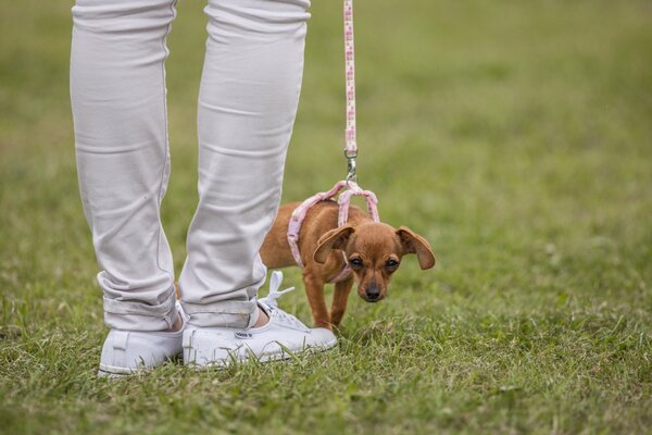 A small red dog on a pink leash