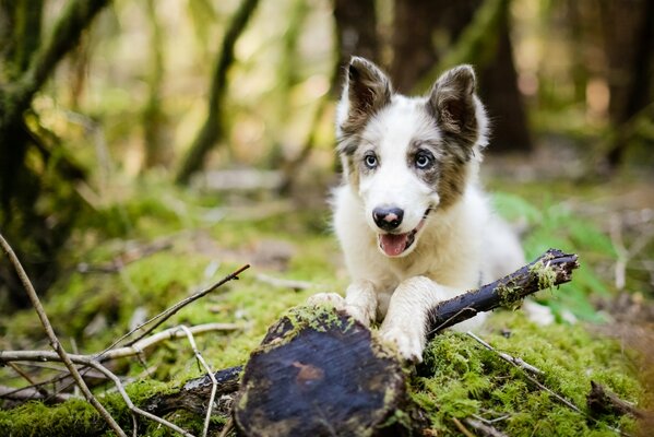 Promenade amusante de chiot dans la forêt