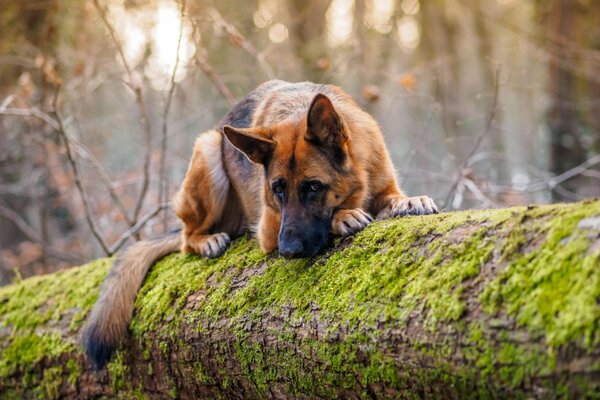 Lindo perro de raza pastor en la naturaleza