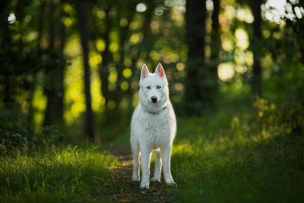 Perro blanco mirando directamente en el bosque