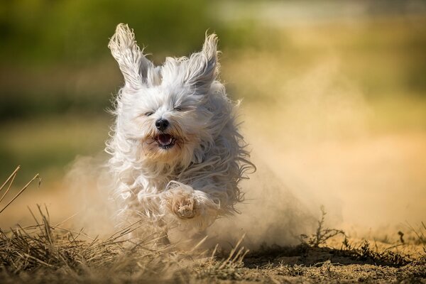 Zottiger lustiger Hund der Rasse Havaneser Bichon