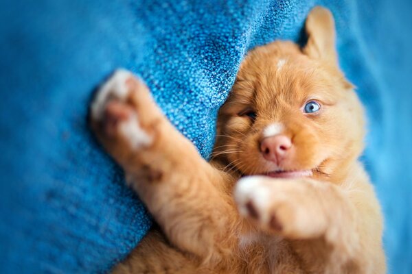 Cachorro pelirrojo con ojos azules