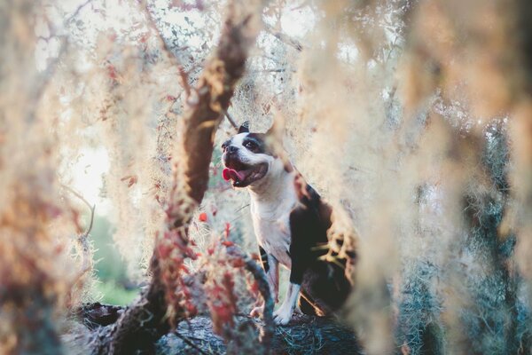 Perro con la lengua sacada en la naturaleza