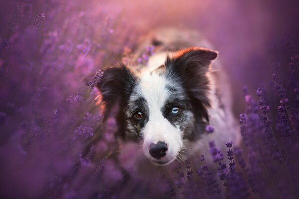 A dog s look in lavender color