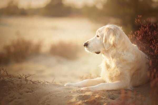 Golden retriever lying on the sand