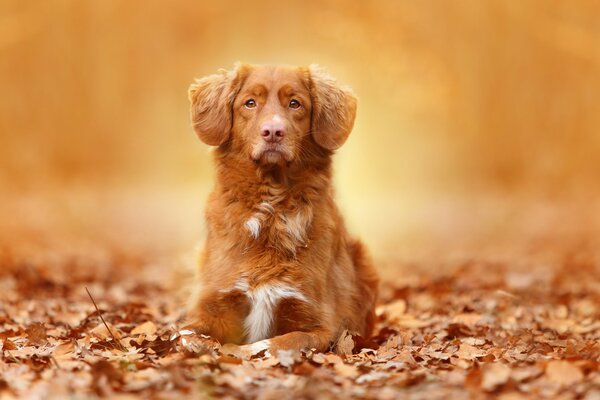 Beau chien avec des oreilles pendantes dans la forêt d automne