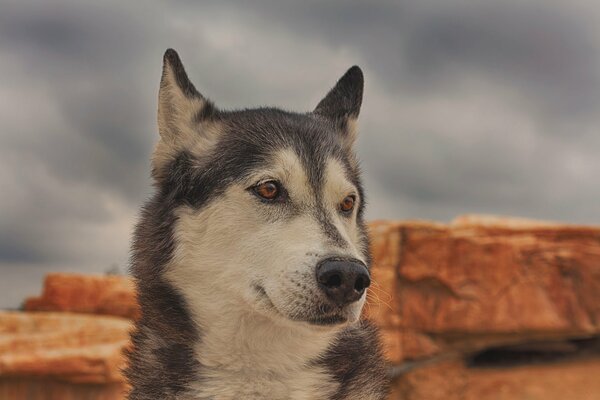 Husky con mirada inteligente