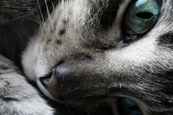 Mirada de ojos verdes de gato