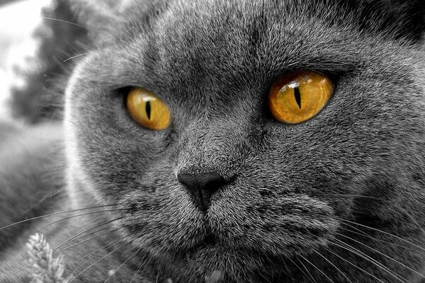 Gato gordito gris con ojos anaranjados
