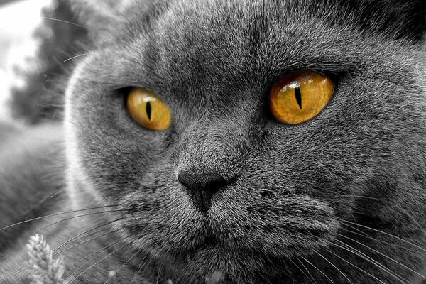 Grigio paffuto gatto con gli occhi arancioni