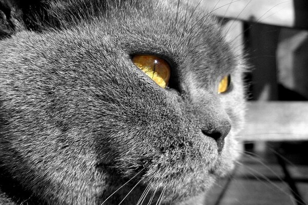 Gato gris con ojos amarillos