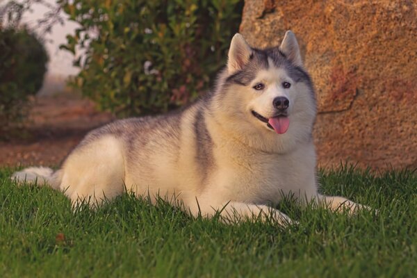 Gros Husky sur l herbe. Chien en vacances