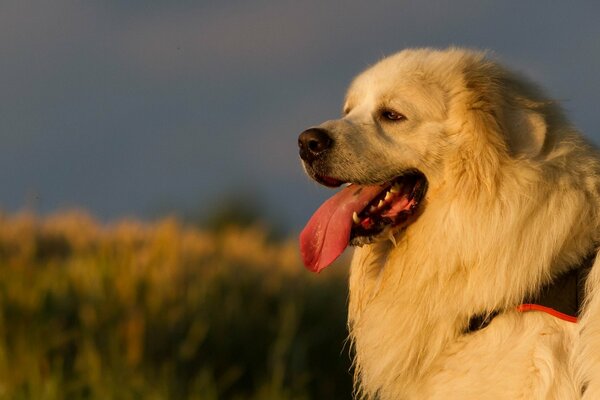 Joyful fluffy dog