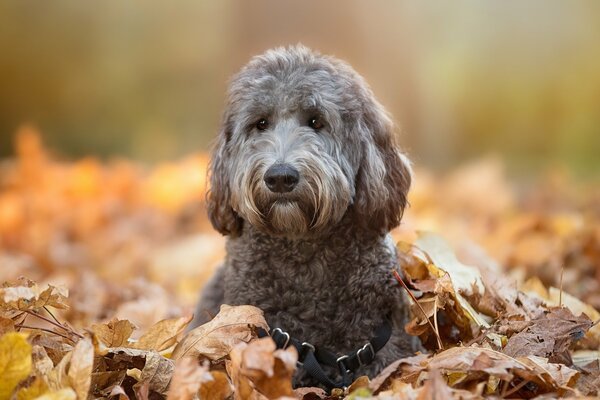 A dog on autumn leaves