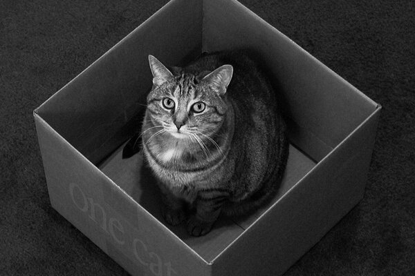 Traurige Katze in einer schwarzen Box