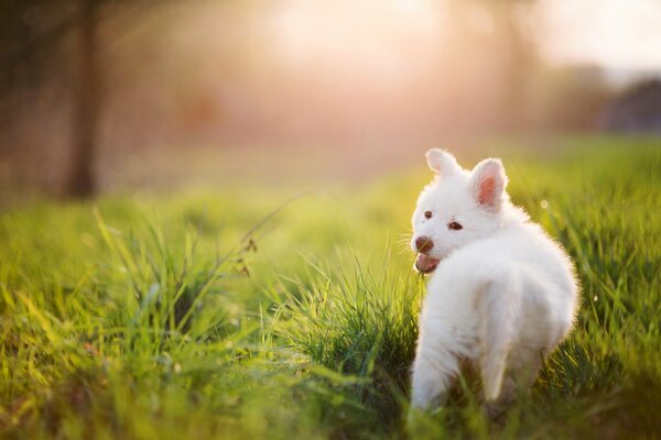 White fluffy puppy in the grass