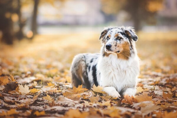 Der Hund ist der beste Freund des Menschen