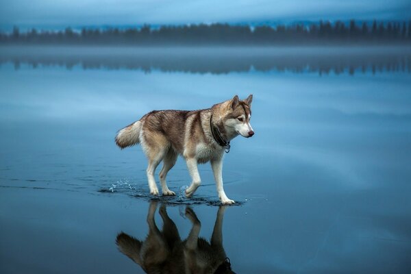 Beautiful nature dog and water