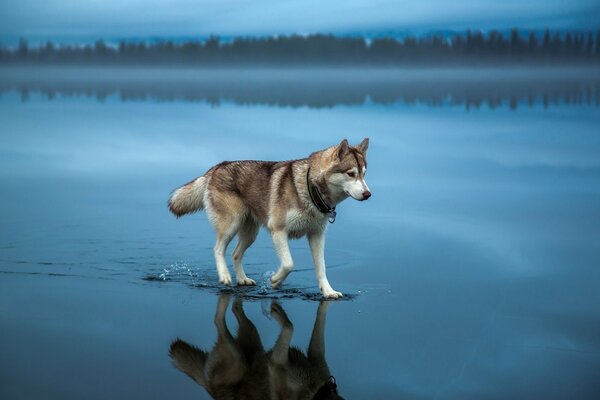 Piękna natura pies i woda