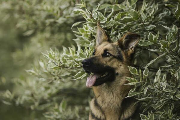 Photo-portrait of a German shepherd in the branches