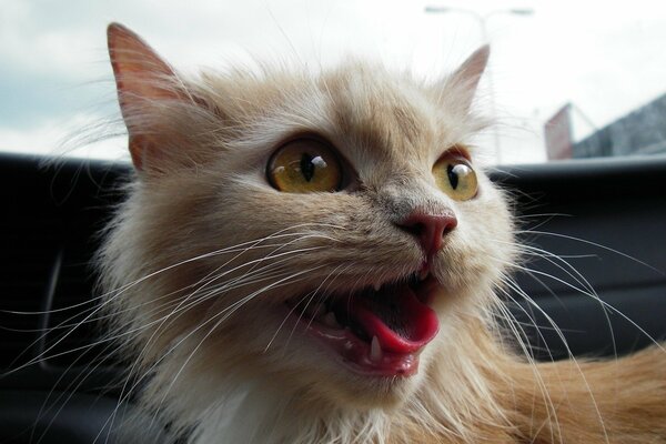 A red-haired cat with a red tongue