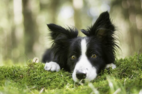 A beautiful dog near the moss looks into the camera