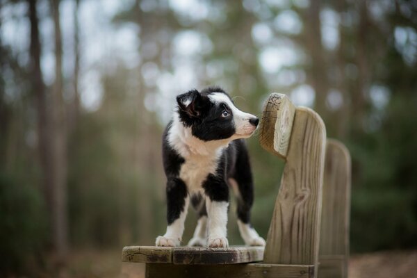 Ein klarer Blick des Hundes in die Ferne