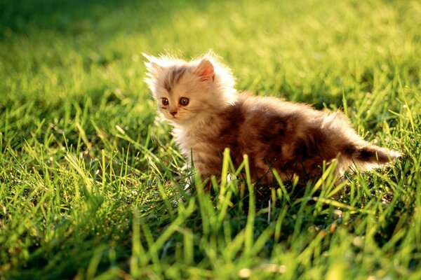 Fondo verde, directamente la hierba, en ella un gatito gris