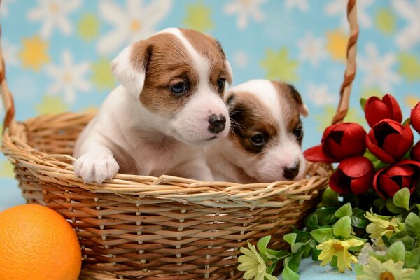 Cuccioli in un cesto di arance