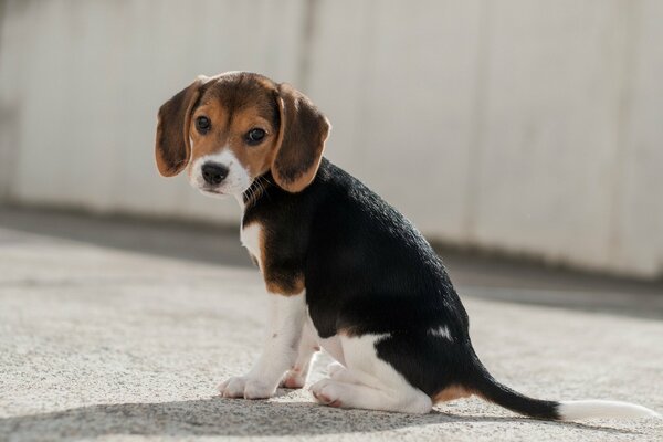 Chiot Beagle triste assis sur l asphalte