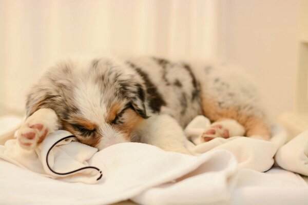 Cute little dog in a blanket