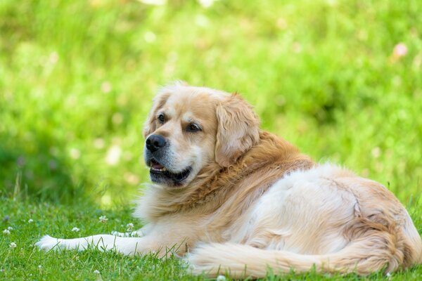 Golden retriever lying on the grass