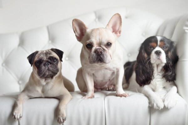 Photos of three friends for memory