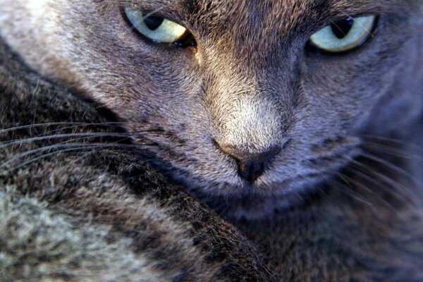 Lo sguardo sprezzante del gatto grigio