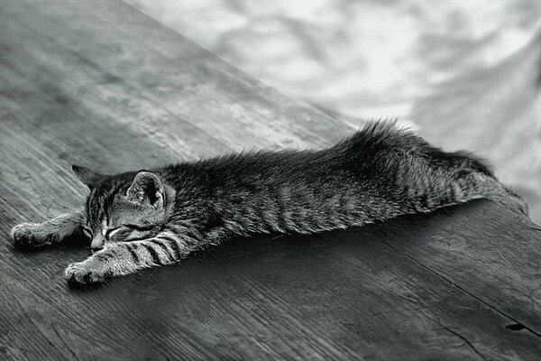 Gatito dormido yace en una mesa de madera