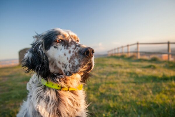 Ein gefleckter Hund mit einem grünen Halsband auf einer Wiese schaut in die Ferne