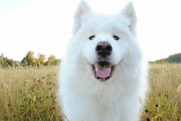 Champ blanc chien noir nez automne