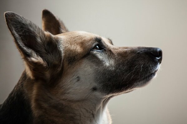 Der Kopf eines Hundes mit treuen Augen im Profil