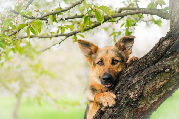 Ein deutscher Schäferhund schaut hinter einem Baum zu